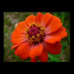 Orange Zinnia Print