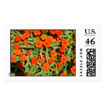 Orange Zinnia Stamp by flowingcreek Orange Zinnia Stamp