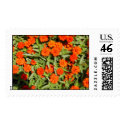 Orange Zinnia Stamp by flowingcreek Orange Zinnia Stamp