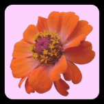 Orange Zinnia Sticker