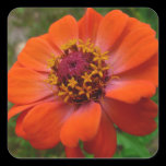 Orange Zinnia Sticker