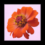 Orange Zinnia Stretched Canvas Print