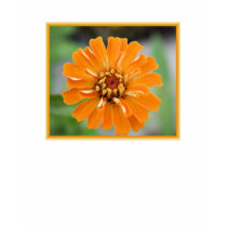 Orange Zinnia t-shirts by sharpcreations Orange Zinnia t-shirts