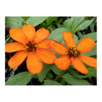 Orange Zinnias Poster Print posters