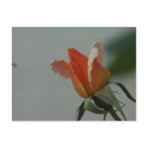 OrangeRose Postcard by tkrysak OrangeRose Postcard