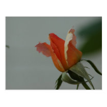 OrangeRose Postcard postcards