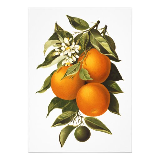 Oranges and Poppies Custom Invite