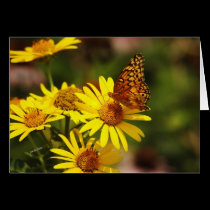 Oranges and yellows cards