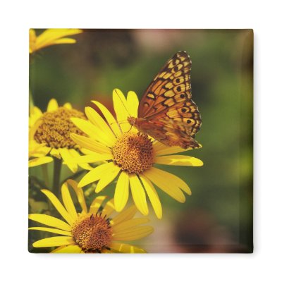 Oranges and yellows fridge magnet by bhbphotos