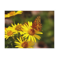 Oranges and yellows postcards