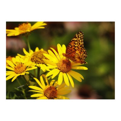 Oranges and yellows print by bhbphotos