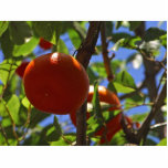 oranges, fruit, trees, tree