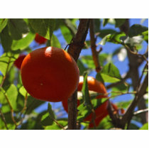 Oranges Fruit Trees photo sculptures by lifesphere Oranges Fruit Trees photo sculptures