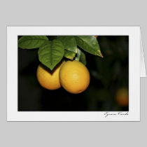 Oranges cards