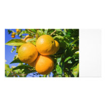 Oranges on a tree photo card template