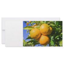 Oranges on a tree full color rack card