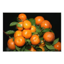 Oranges Photo Print