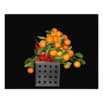 Oranges Photograph
