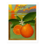 Oranges postcard