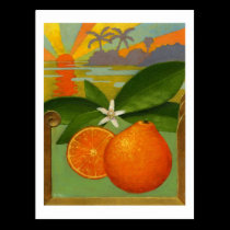 Oranges postcard postcards
