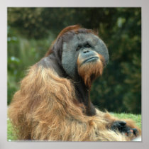 orangutan4-10x10 print