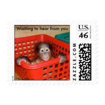 Orangutan : Animal Baby Alfred postage