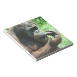 Orangutan Ape Notepad