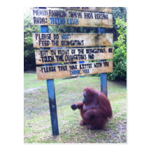Orangutan at Camp Leakey , Island of Borneo Post Cards