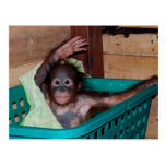 Orangutan at the Sanctuary Post Card