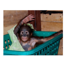 Orangutan at the Sanctuary Post Card