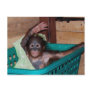 Orangutan at the Sanctuary Post Card