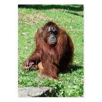 Orangutan ATC ACEO Calendar 2012 Bookmark Business Card Template