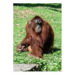 Orangutan ATC ACEO Calendar 2012 Bookmark