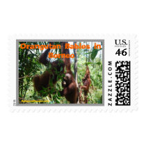 Orangutan Babes in Borneo postage