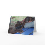Orangutan Babies Need a Mommy cards