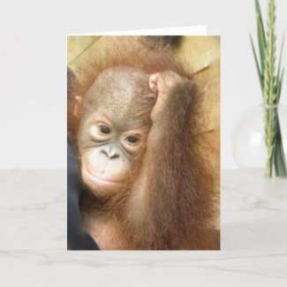 Orangutan Baby Card card