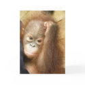 Orangutan Baby Card by Rebecca_Reeder Orangutan Baby Card