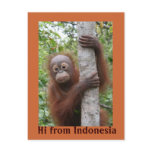 Orangutan Baby Hi from Indonesia Postcards