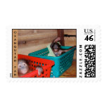 Orangutan Baby Nursery postage
