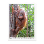Orangutan Baby Uttuh in Rainforest Post Card