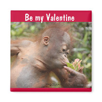 Orangutan Baby Valentine's Day Fridge Magnets