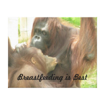 Orangutan Breastfeeding canvas prints