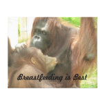 Orangutan Breastfeeding Gallery Wrapped Canvas