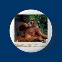 orangutan buttons