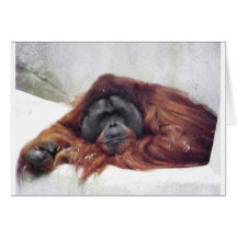 Orangutan Card