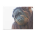orangutan cutie postcards by KatAnnette orangutan cutie postcards