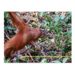 Orangutan Digs in Rainforest Swamp postcards