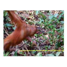 Orangutan Digs in Rainforest Swamp Postcards