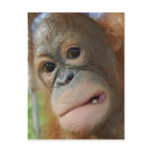 Orangutan Face Postcard