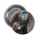 Orangutan Family  Button